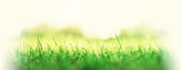 fresh green spring grass web C jchizhe